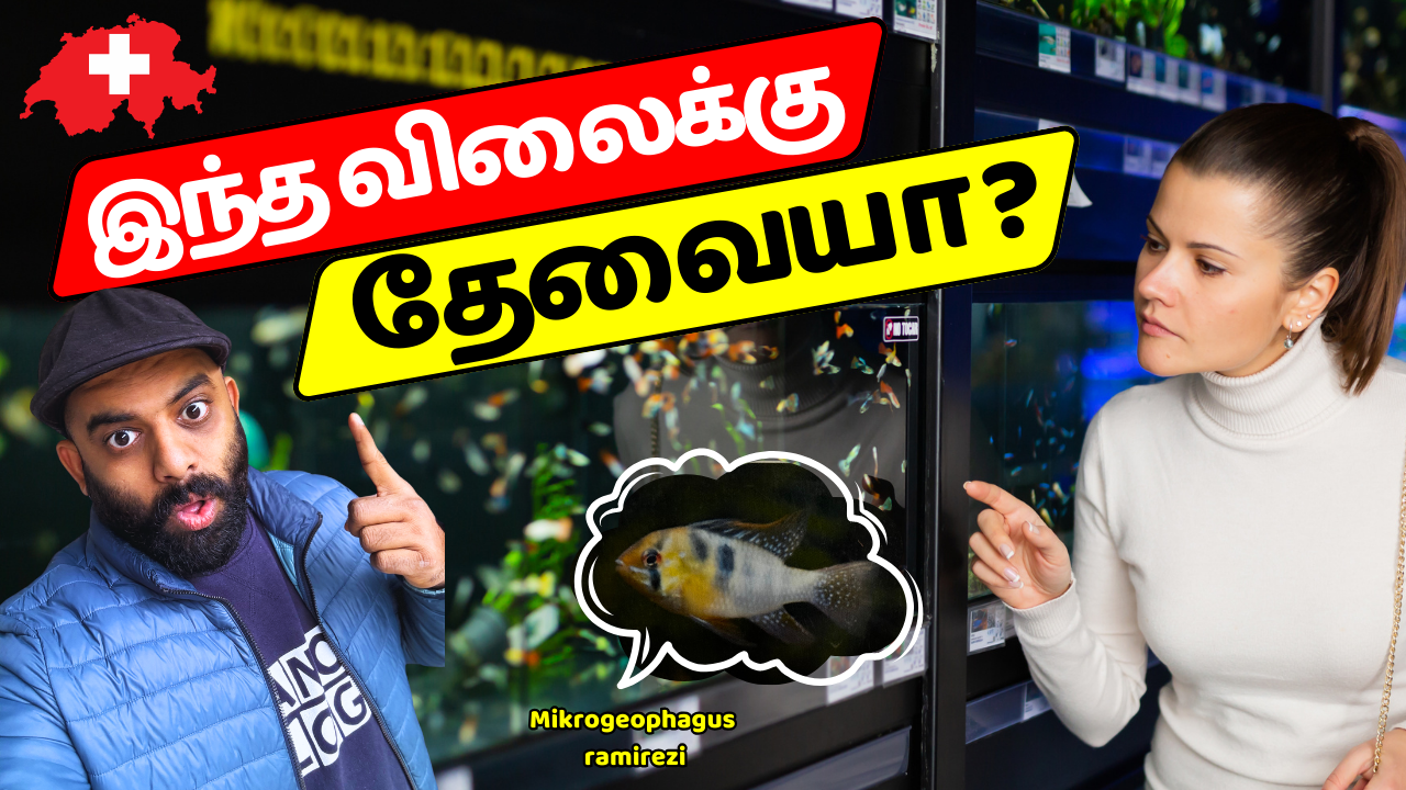 சுவிட்சர்லாந்தில் வளர்ப்பு மீன் விலை எவ்வளவு? வாழ்க்கை செலவு அதிகம்!